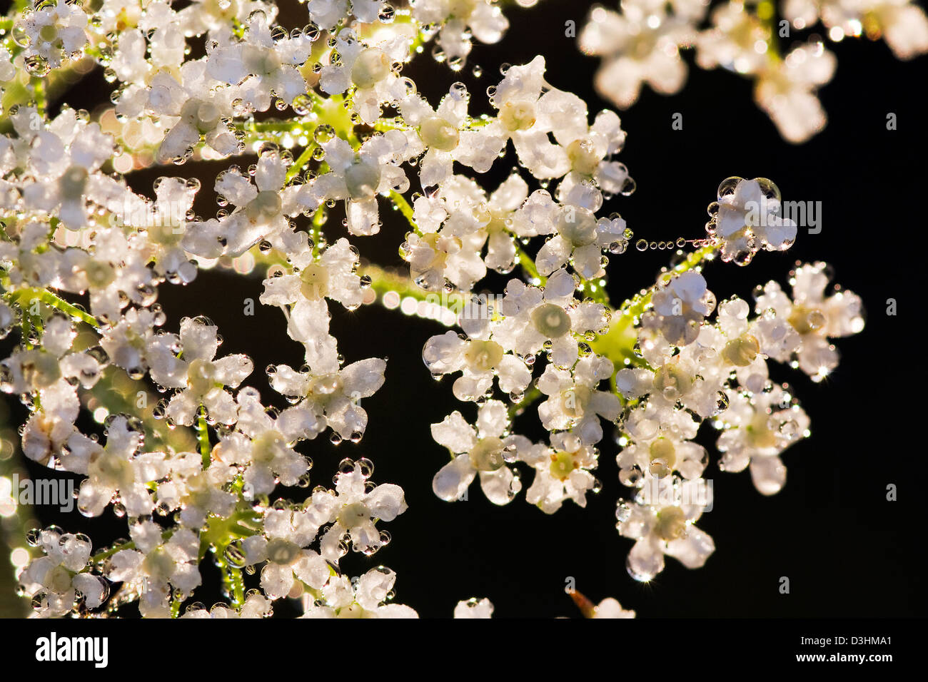 White flowers in dew drops Stock Photo - Alamy