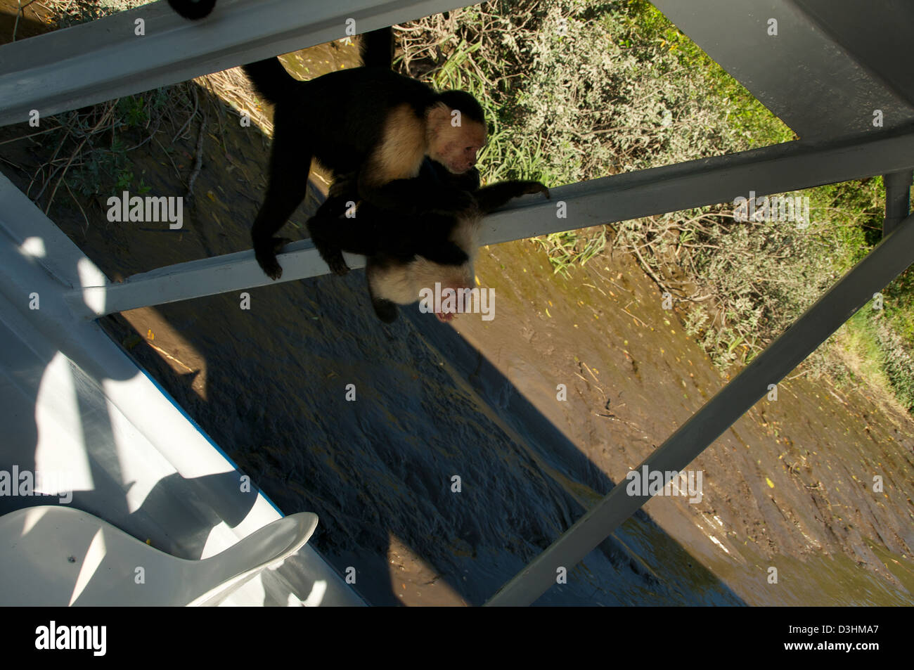 White Faced Monkey capuchin Costa Rica Stock Photo - Alamy