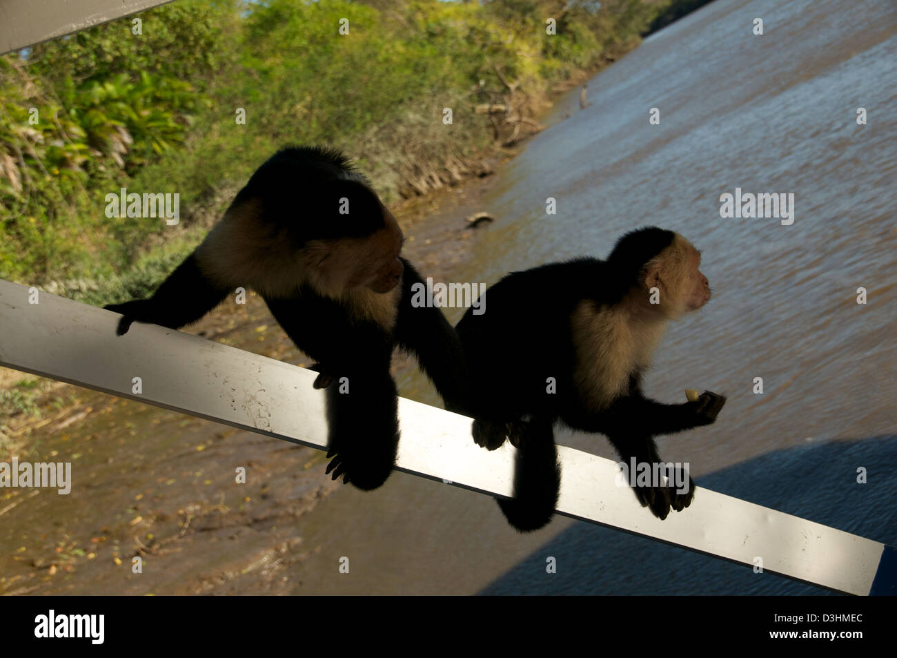 White Faced Monkey capuchin Costa Rica Stock Photo - Alamy
