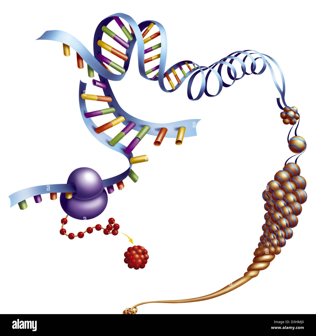 DNA COMPACTION Stock Photo