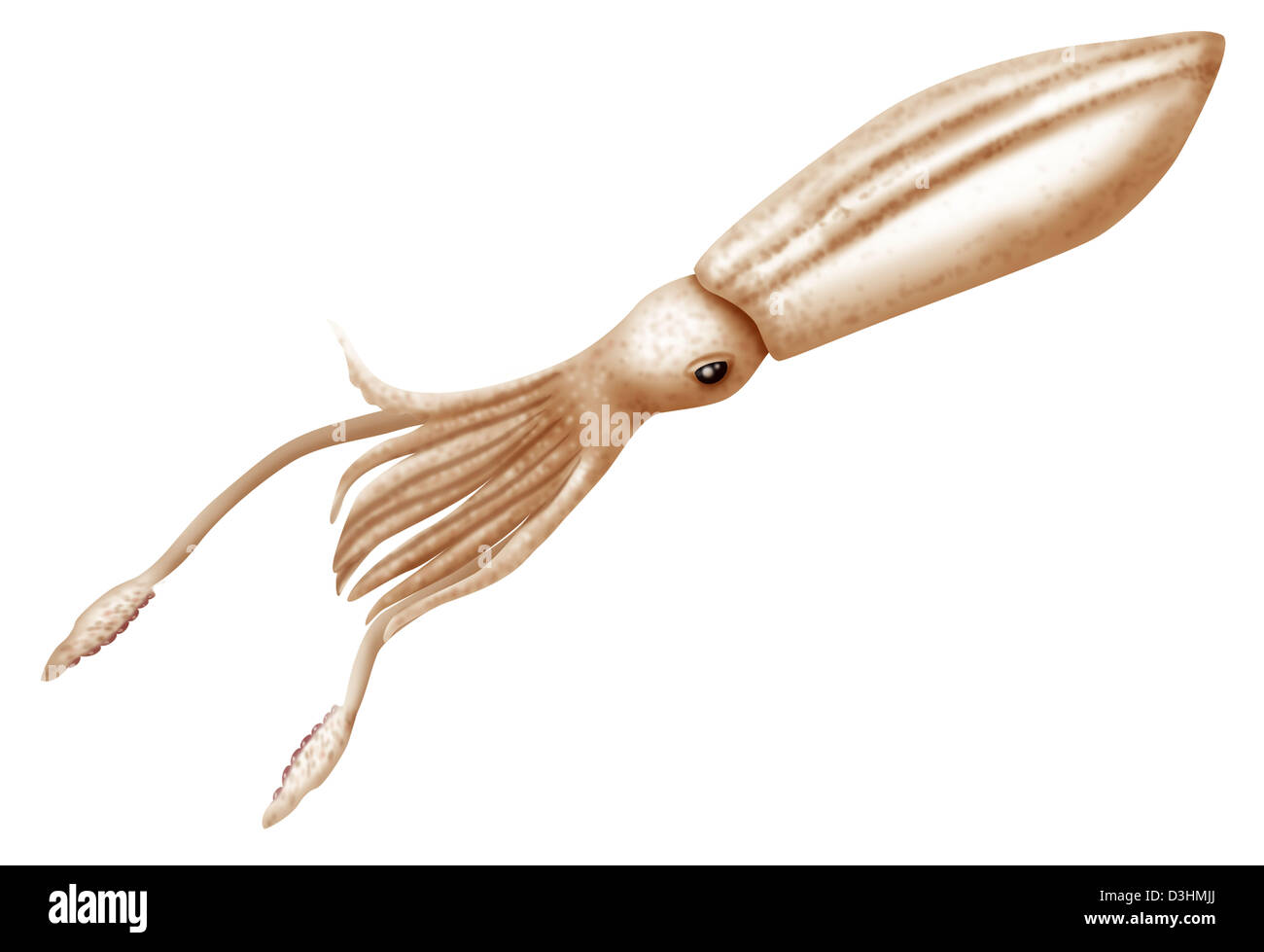 SQUID, DRAWING Stock Photo