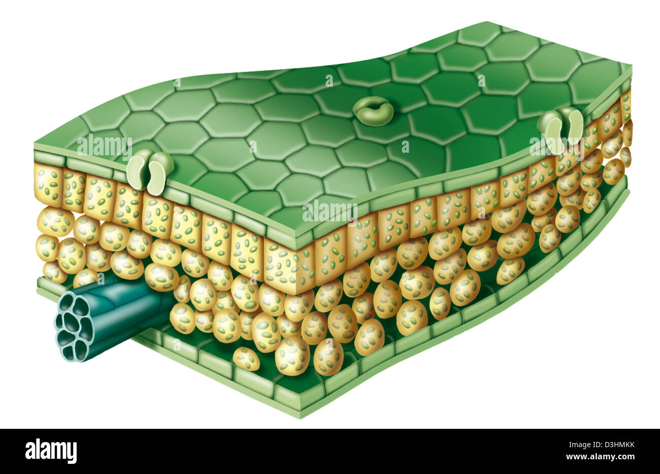 Spongy mesophyll cells hi-res stock photography and images - Alamy