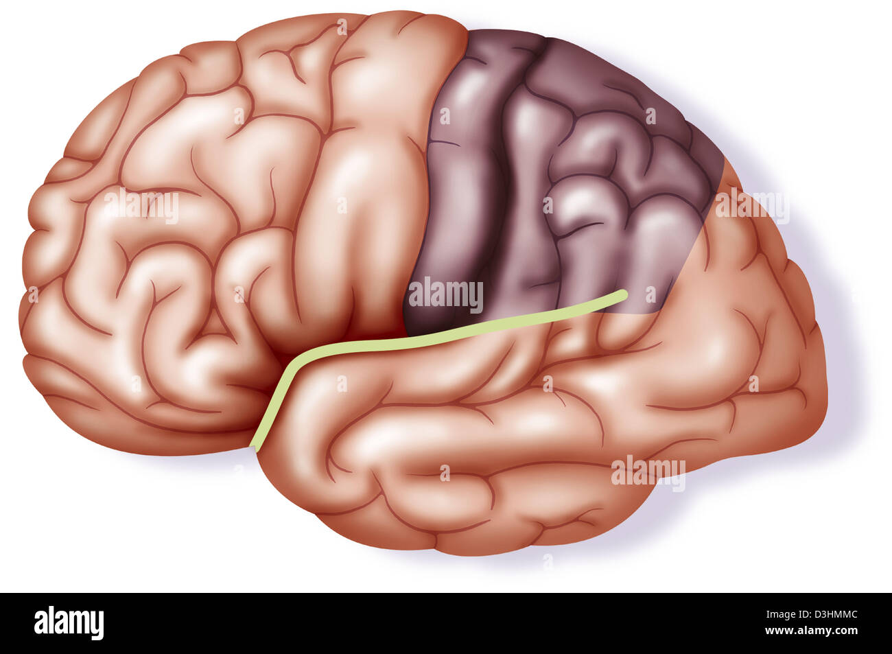 Brain fissure hi-res stock photography and images - Page 4 - Alamy, image size:1300x953