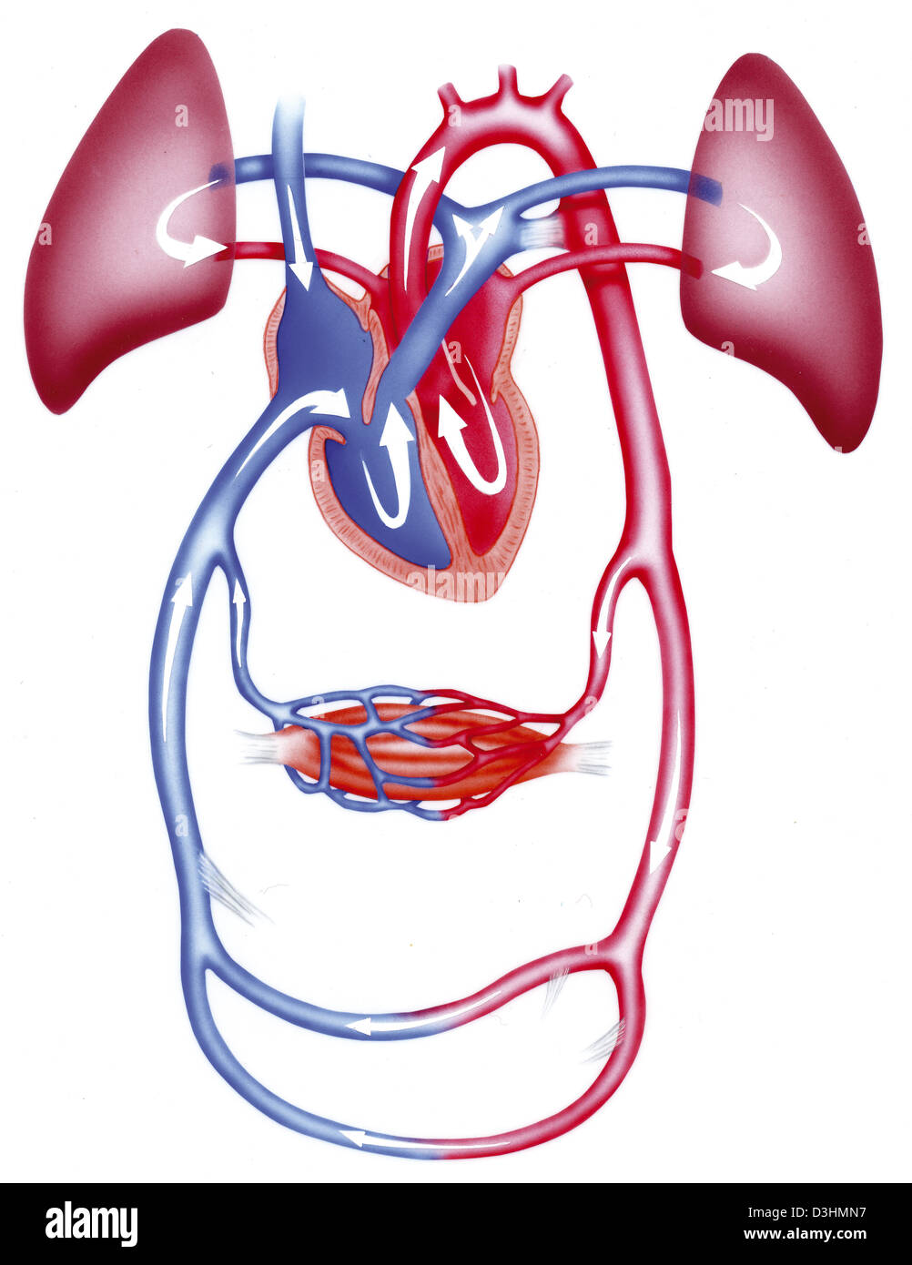 NEWBORN BLOOD CIRCULATION Stock Photo Alamy