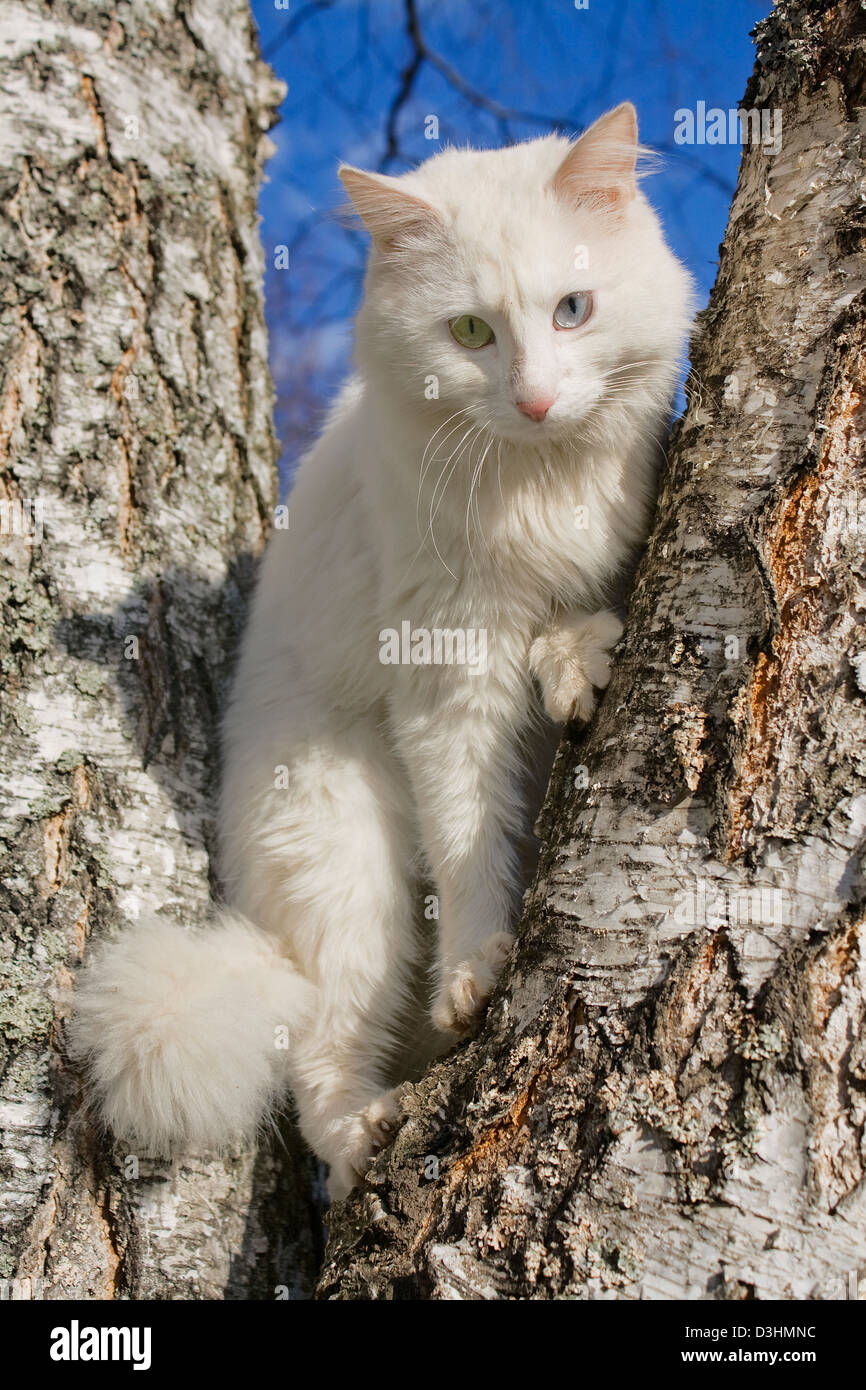 the white cat climbed on a tree Stock Photo
