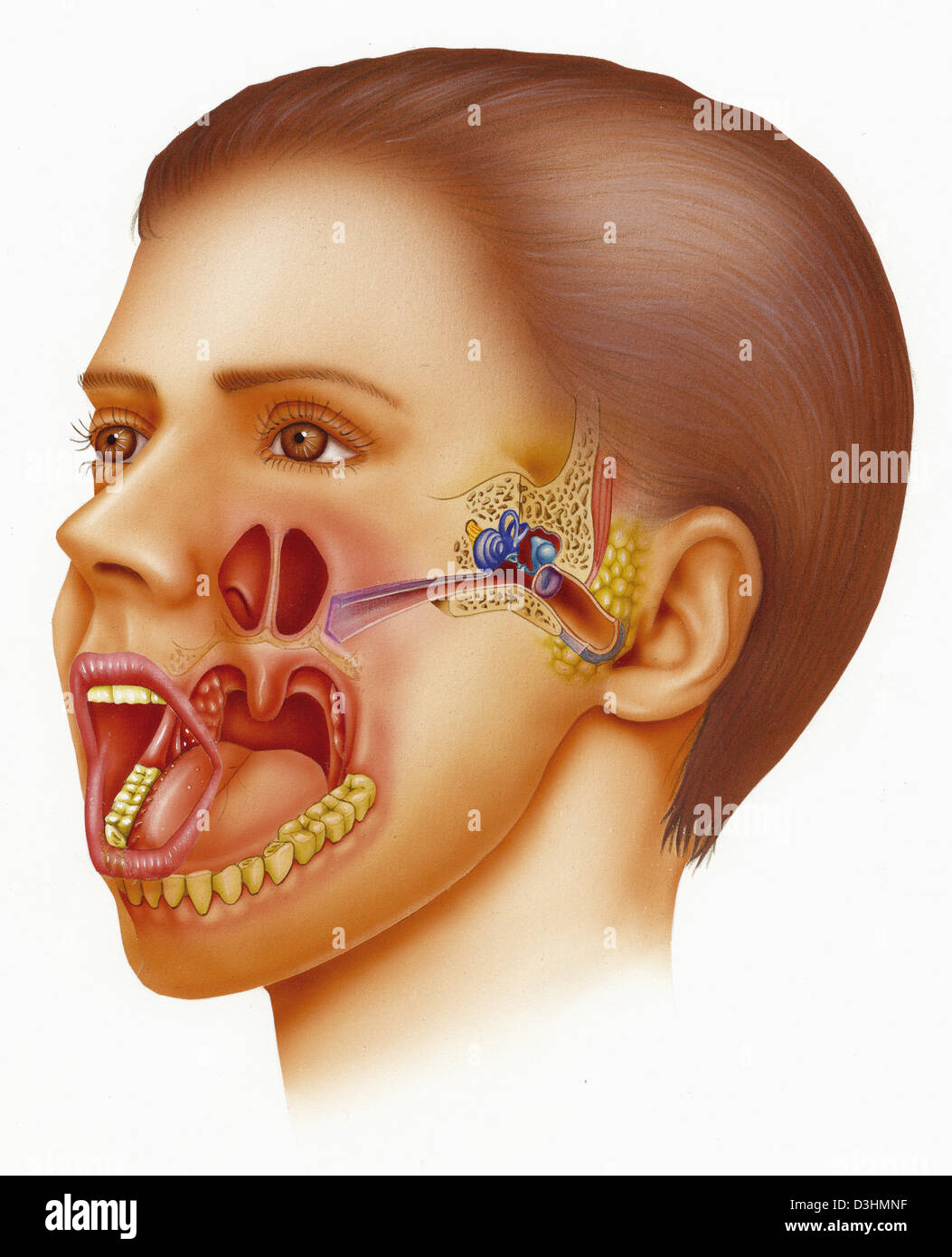 Между носом и ртом. ЛОР органы анатомия евстахиева труба.