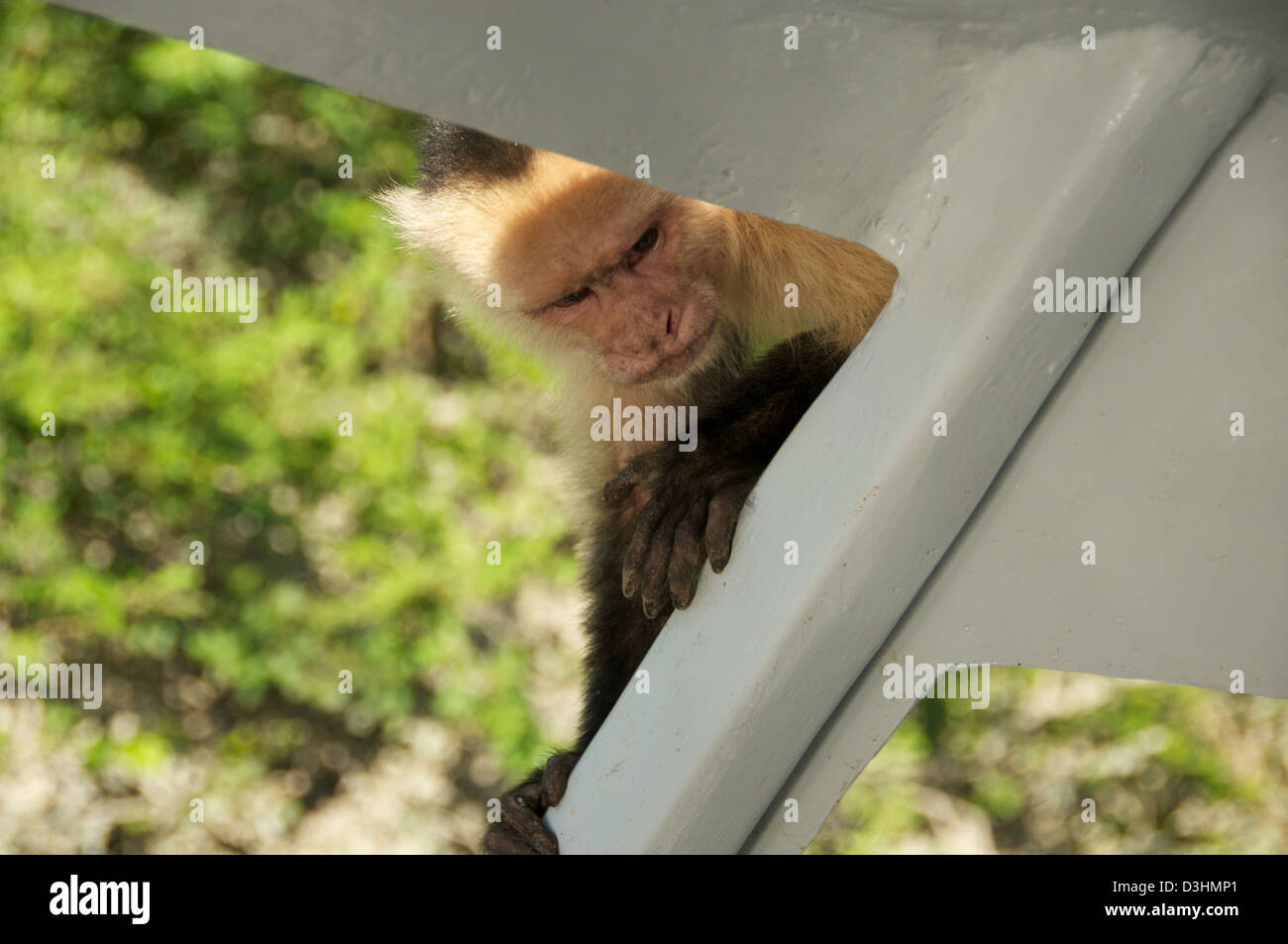 White Faced Monkey capuchin Costa Rica Stock Photo - Alamy