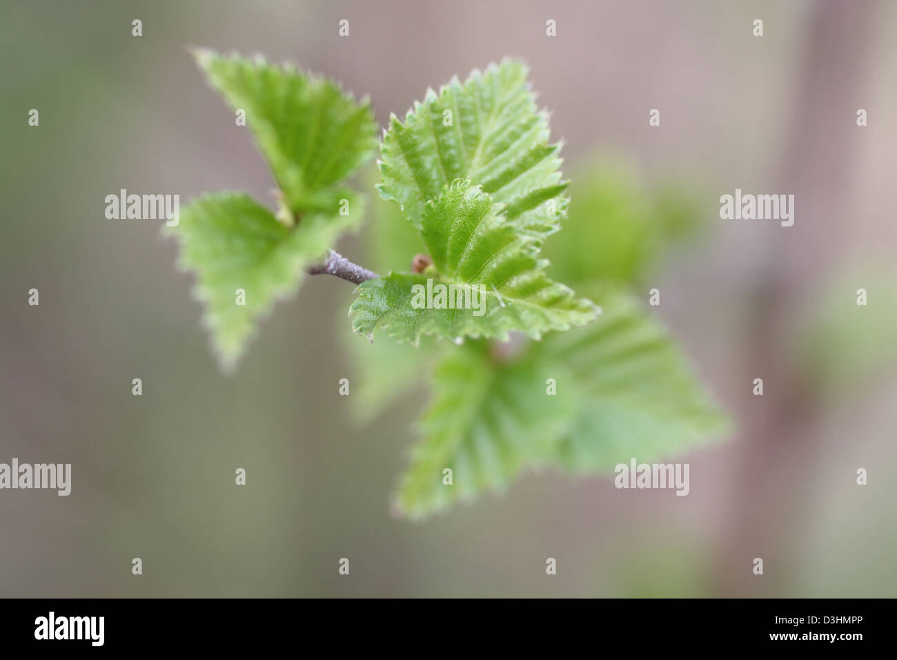 spring leaves on a tree Stock Photo - Alamy