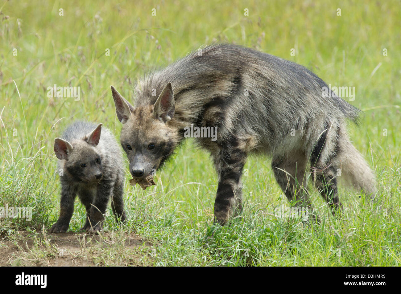 striped hyena with pups (Hyaena hyaena), Ol Pejeta Wildlife Conservancy, Laikipia, Kenya Stock Photo