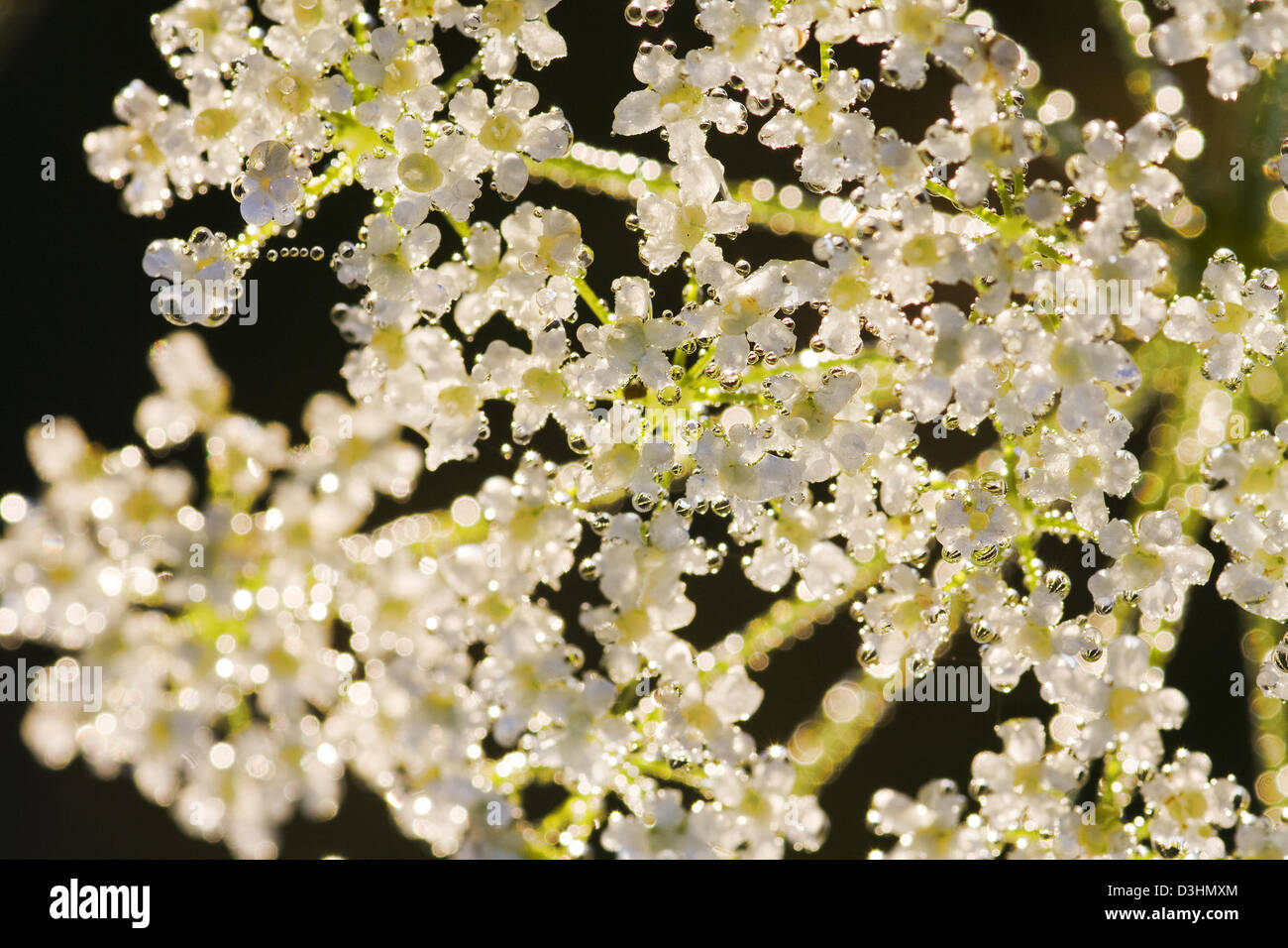 White flowers in dew drops Stock Photo - Alamy