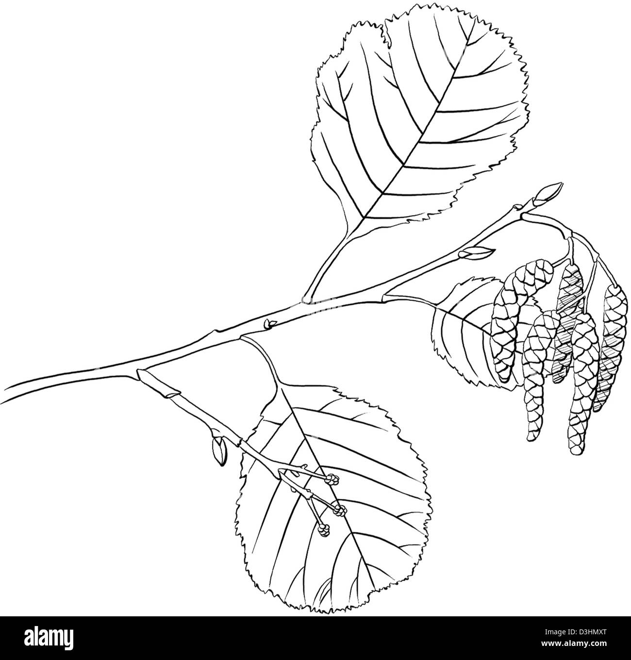 ALDER, DRAWING Stock Photo Alamy