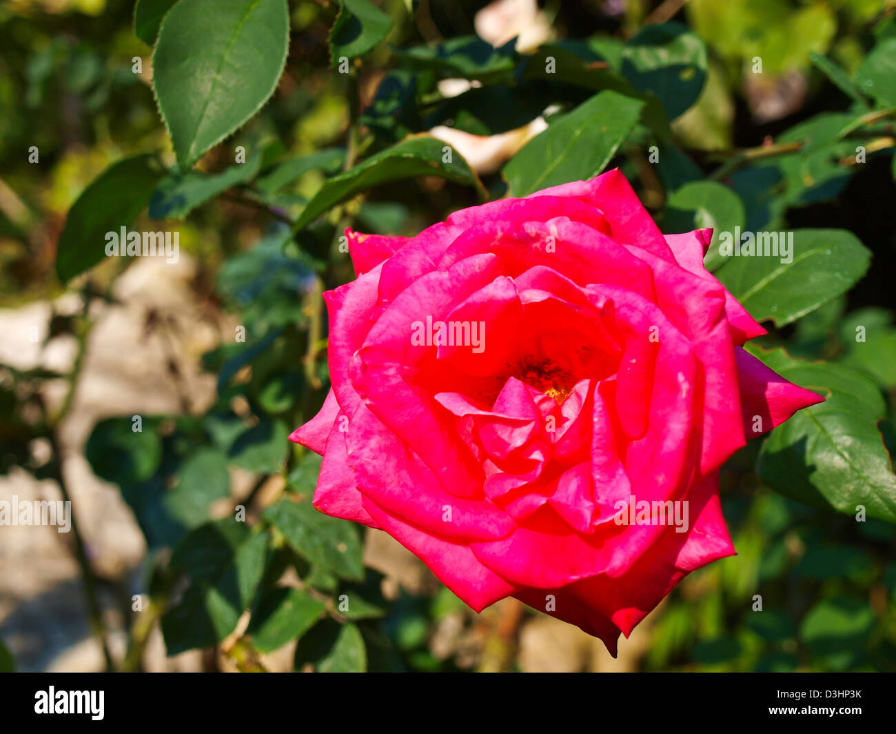 red rose on a green background Stock Photo - Alamy