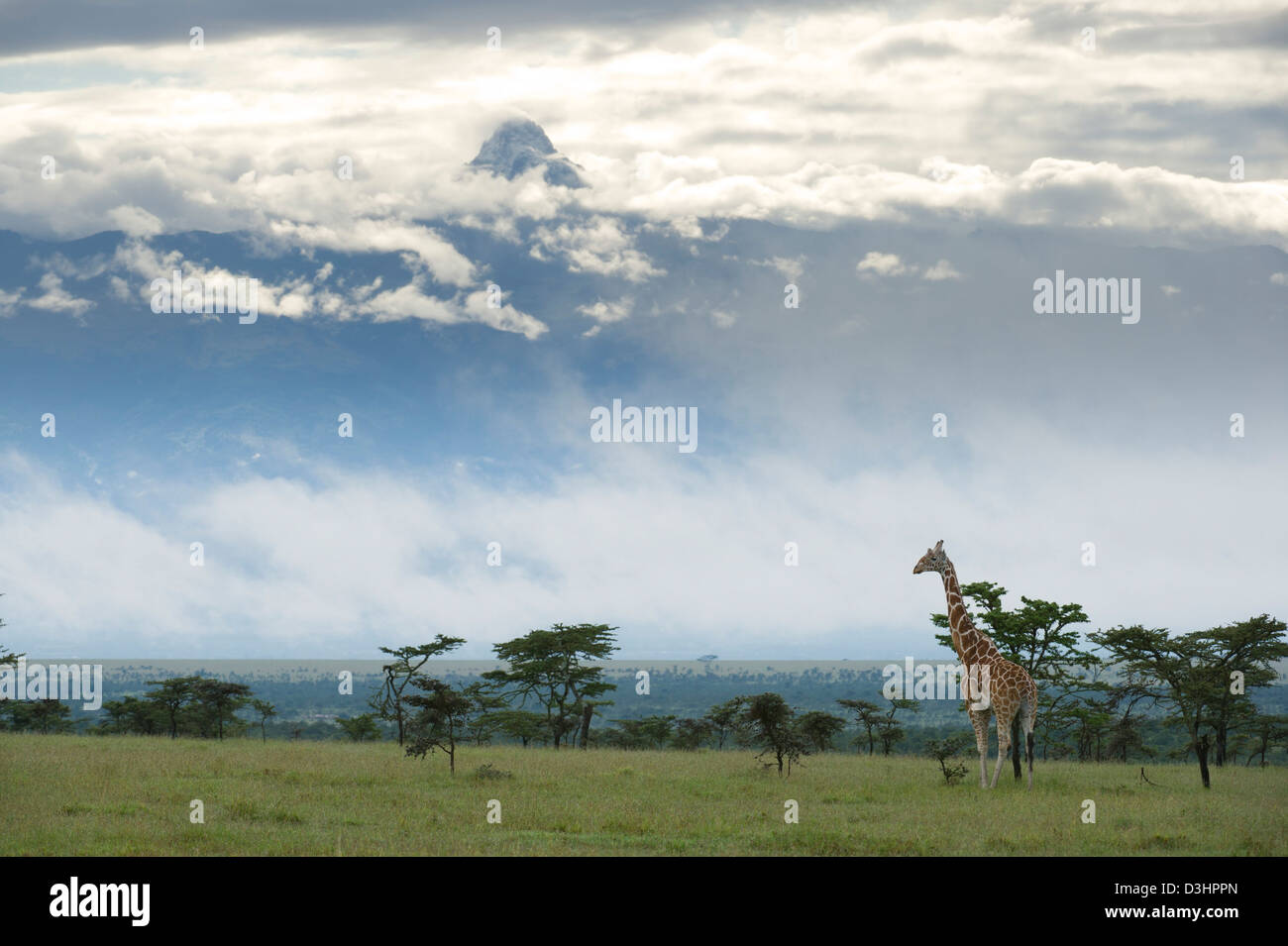 Reticulated giraffe in front of Mount Kenya ( Giraffa camelopardalis reticulata), Ol Pejeta Wildlife Conservancy, Laikipia, Kenya Stock Photo