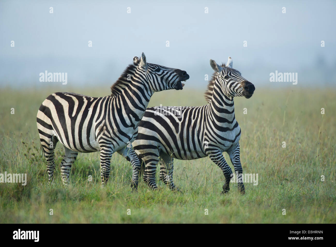 Burchell's zebras fighting (Equus burchellii), Ol Pejeta Wildlife