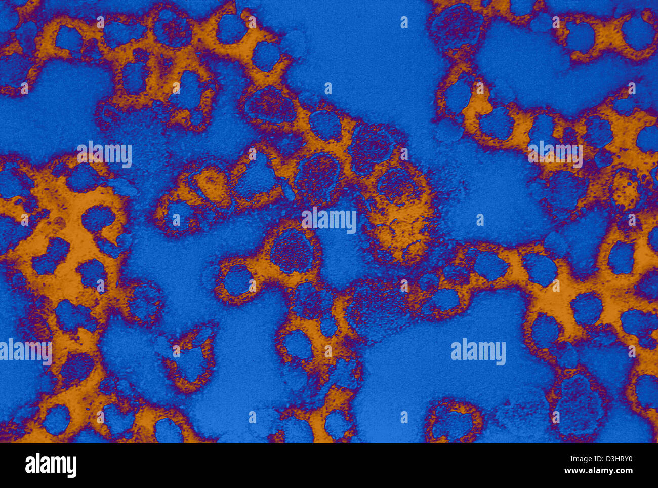 LA CROSSE VIRUS Stock Photo Alamy