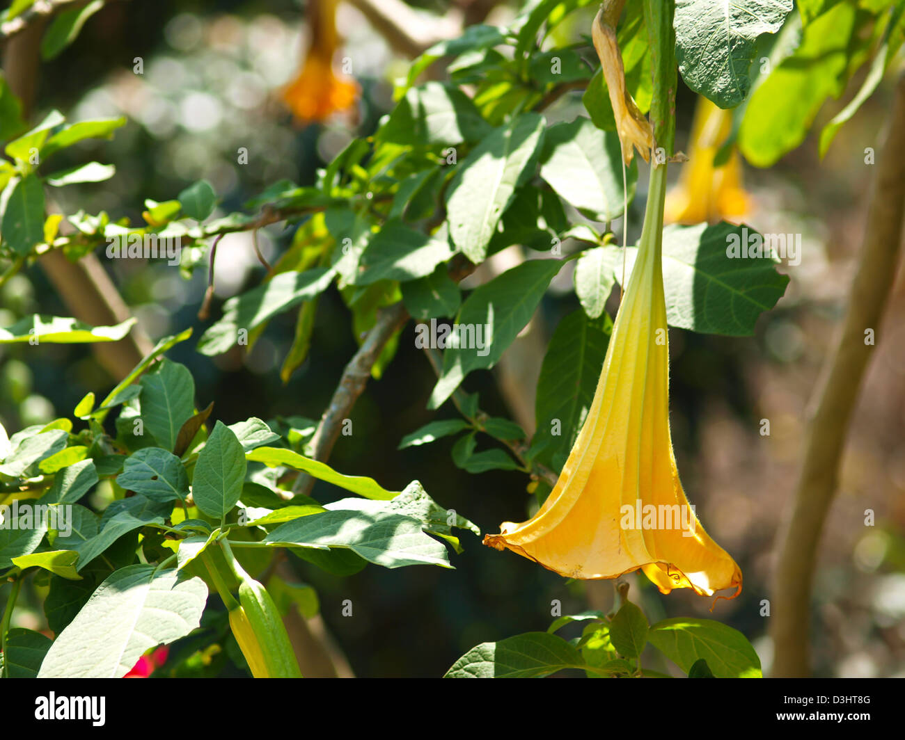 Yellow datura flower (Catura metel Linn. in science name) Stock Photo