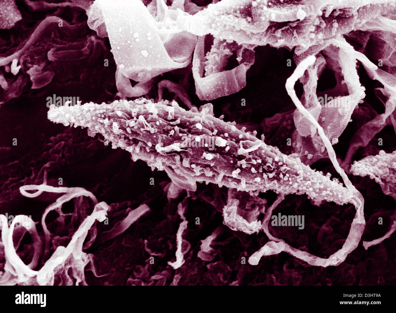 MICROSPORUM CANIS Stock Photo Alamy