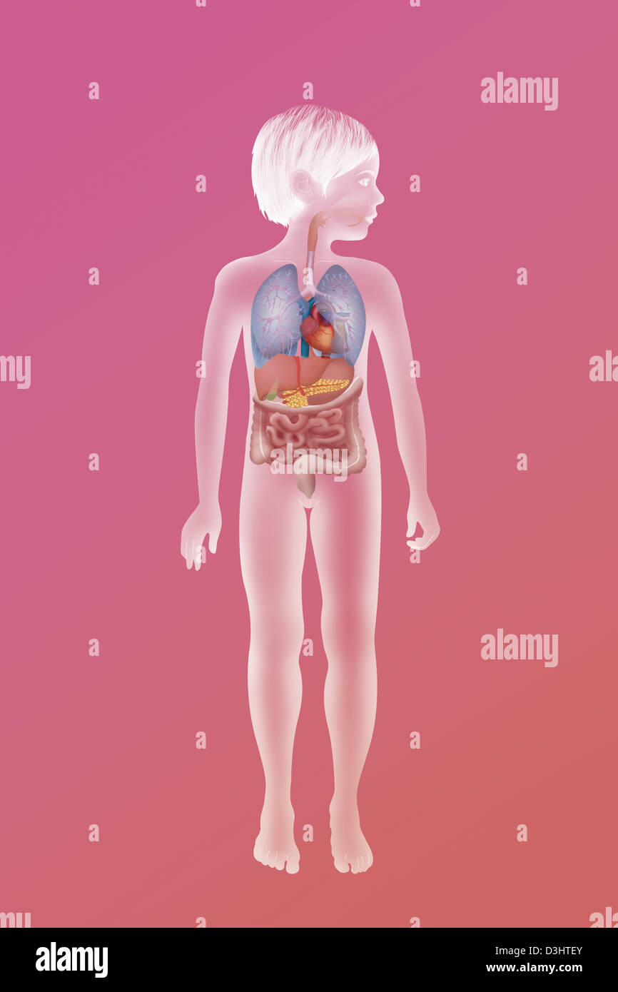 ANATOMY, TRUNK Stock Photo Alamy