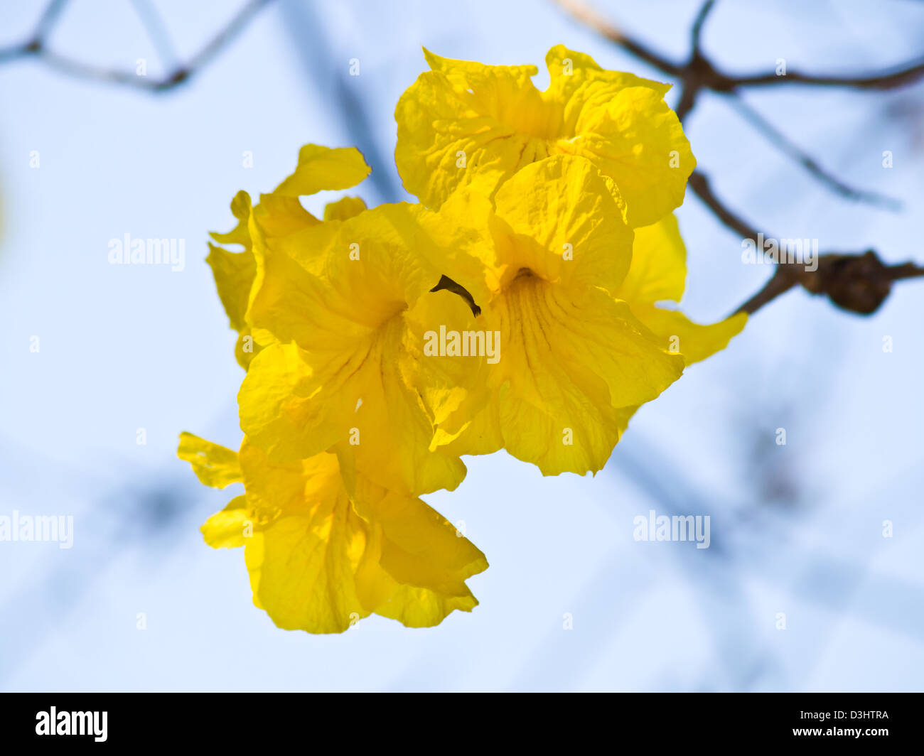 Tabebuia chrysotricha (Mart. ex DC.) Standl, Chiang rai, Thailand Stock Photo