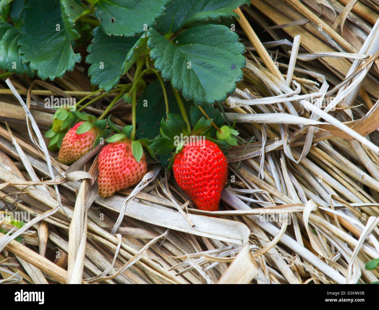 Fresh strawberries in farm, Chiang Rai, Thailand Stock Photo - Alamy