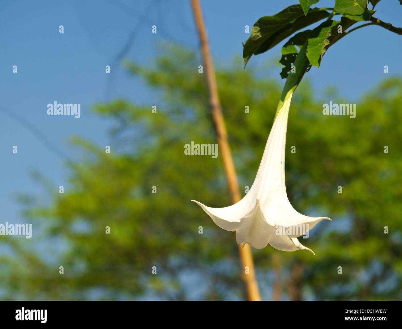 White datura flower (Catura metel Linn. in science name) Stock Photo