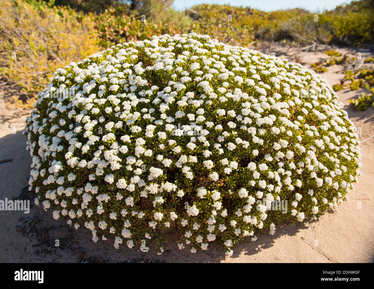 Plants and flowers that thrive in the coastal sand dunes Stock Photo