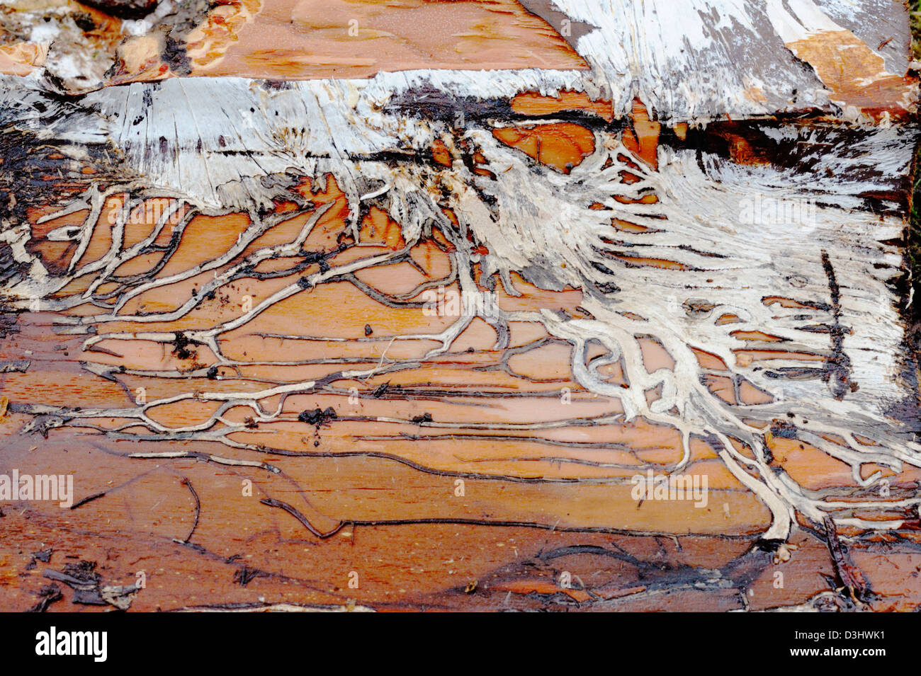 Fungal mycelium on the underside of tree bark, Wales, UK. Stock Photo
