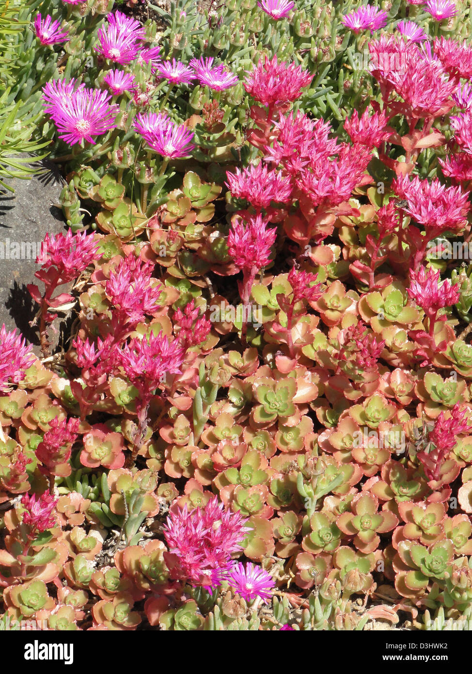 Ice plant and other succulents in rock garden, summer Seattle garden  Stock Photo