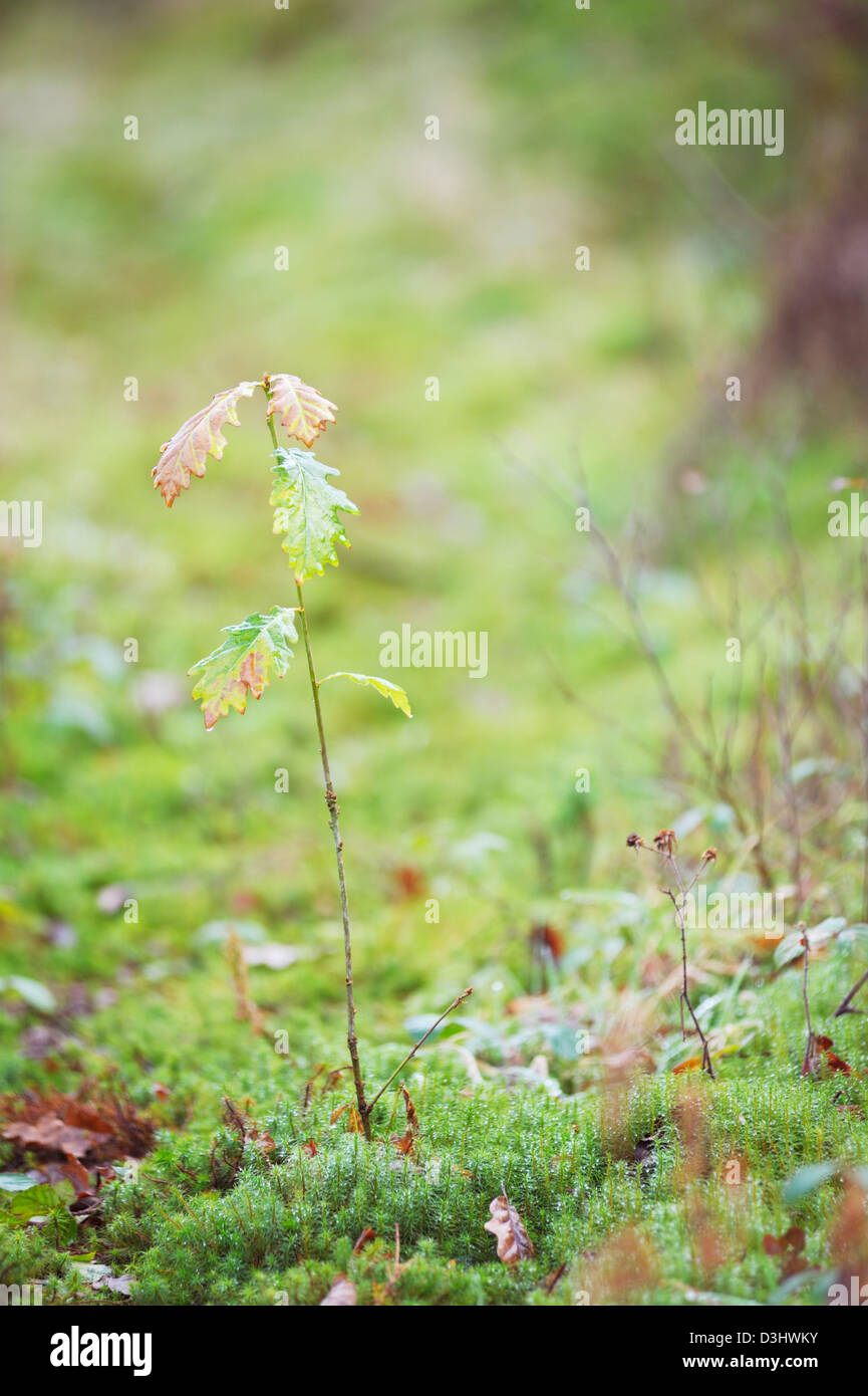 Young sapling Sessile Oak tree, Quercus petraea, Wales, UK. Stock Photo