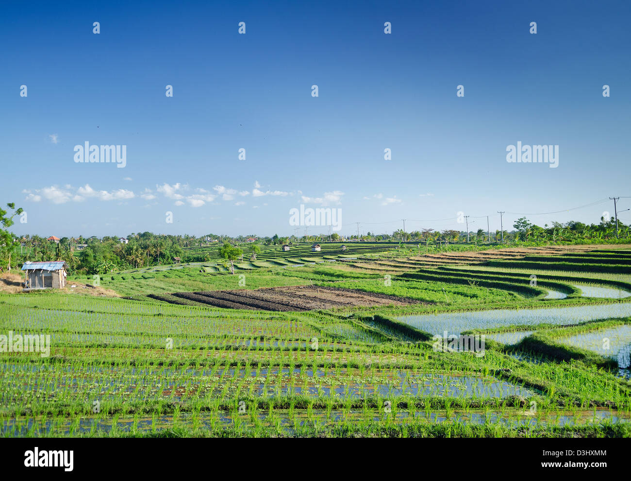 terraced rice fields landscape in bali, indonesia Stock Photo