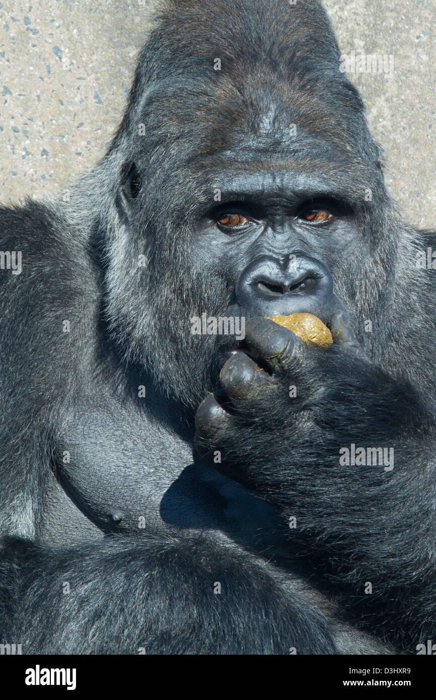 A big silverback gorilla eating his own excrement Stock Photo Alamy