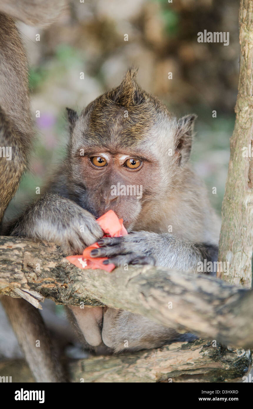 monkey in tree bali indonesia Stock Photo