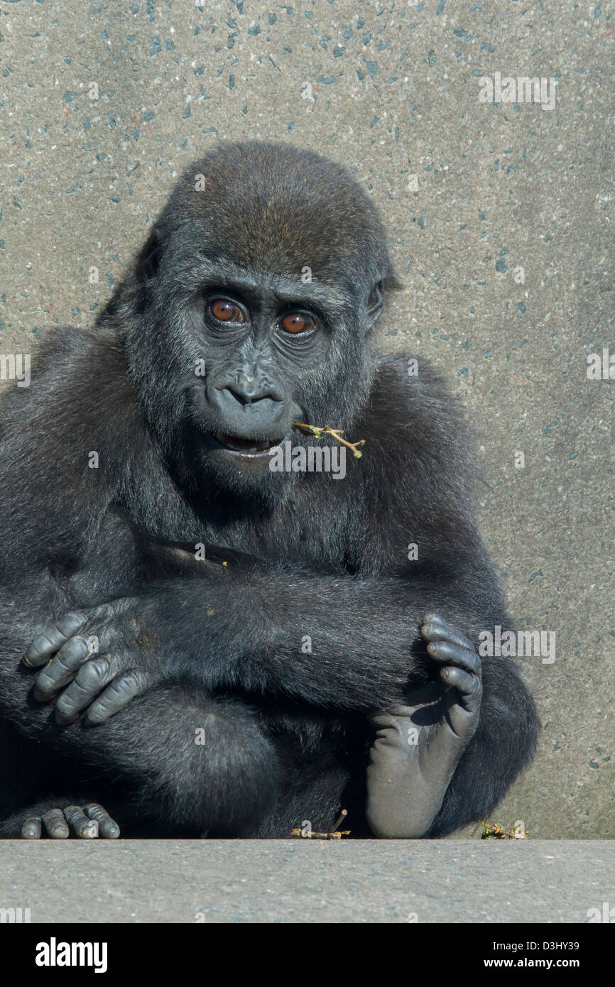 A baby female gorilla sitting on concrete Stock Photo Alamy