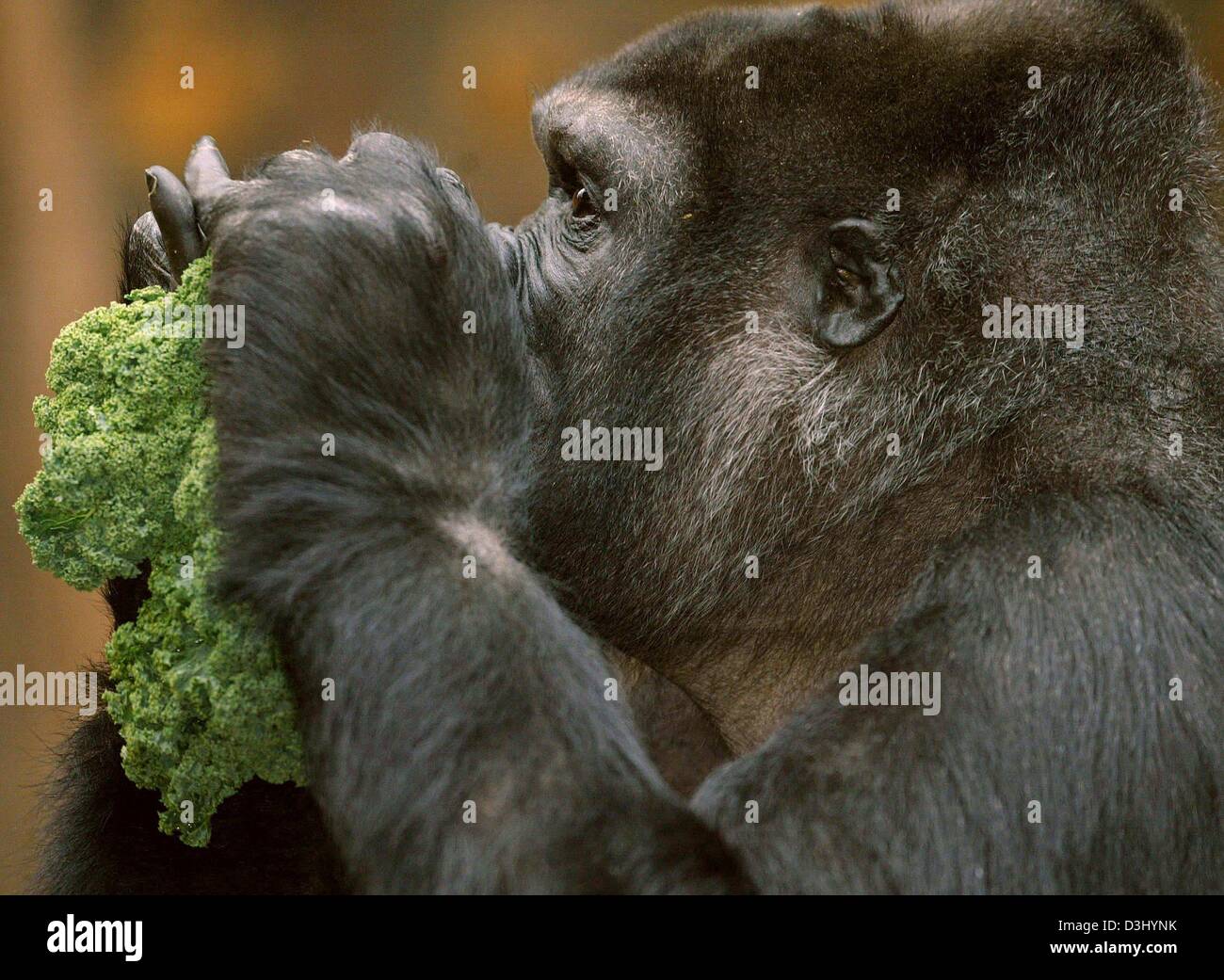 What do gorillas eat? And other gorilla facts - WWF
