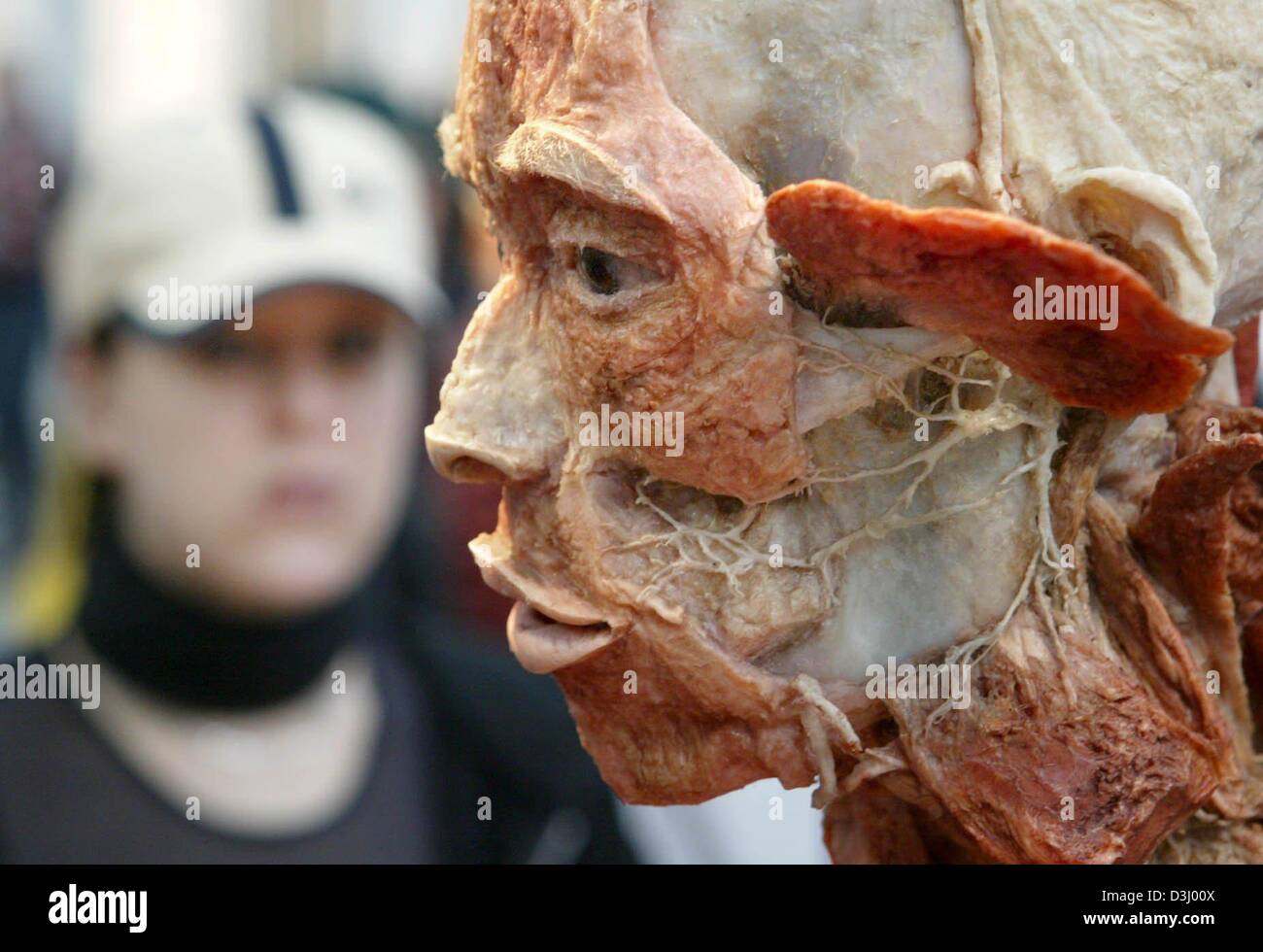 (dpa) - A visitor (L) examines a plastinated head at the Body World exhibition in Frankfurt Main, Germany, 22 January 2004. The German news magazine 'Der Spiegel' accused von Hagens of irregularities concerning his exhibition Body Worlds. von Hagens and his employees allegedly purchased and dissected the corpses of people who where executed. Stock Photo