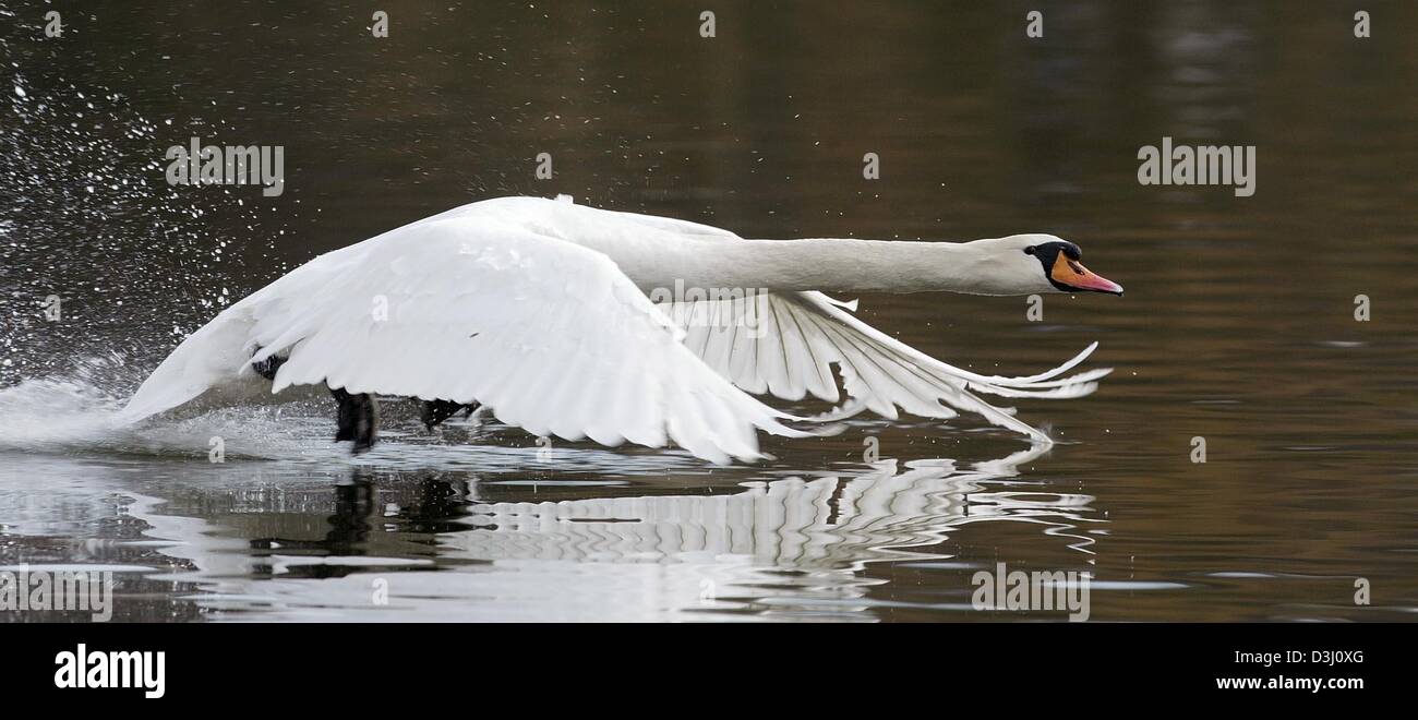 (dpa) - A swan in low level flight chases across the water of Lake Max Eyht in Stuttgart, Germany, 5 February 2004. Stock Photo