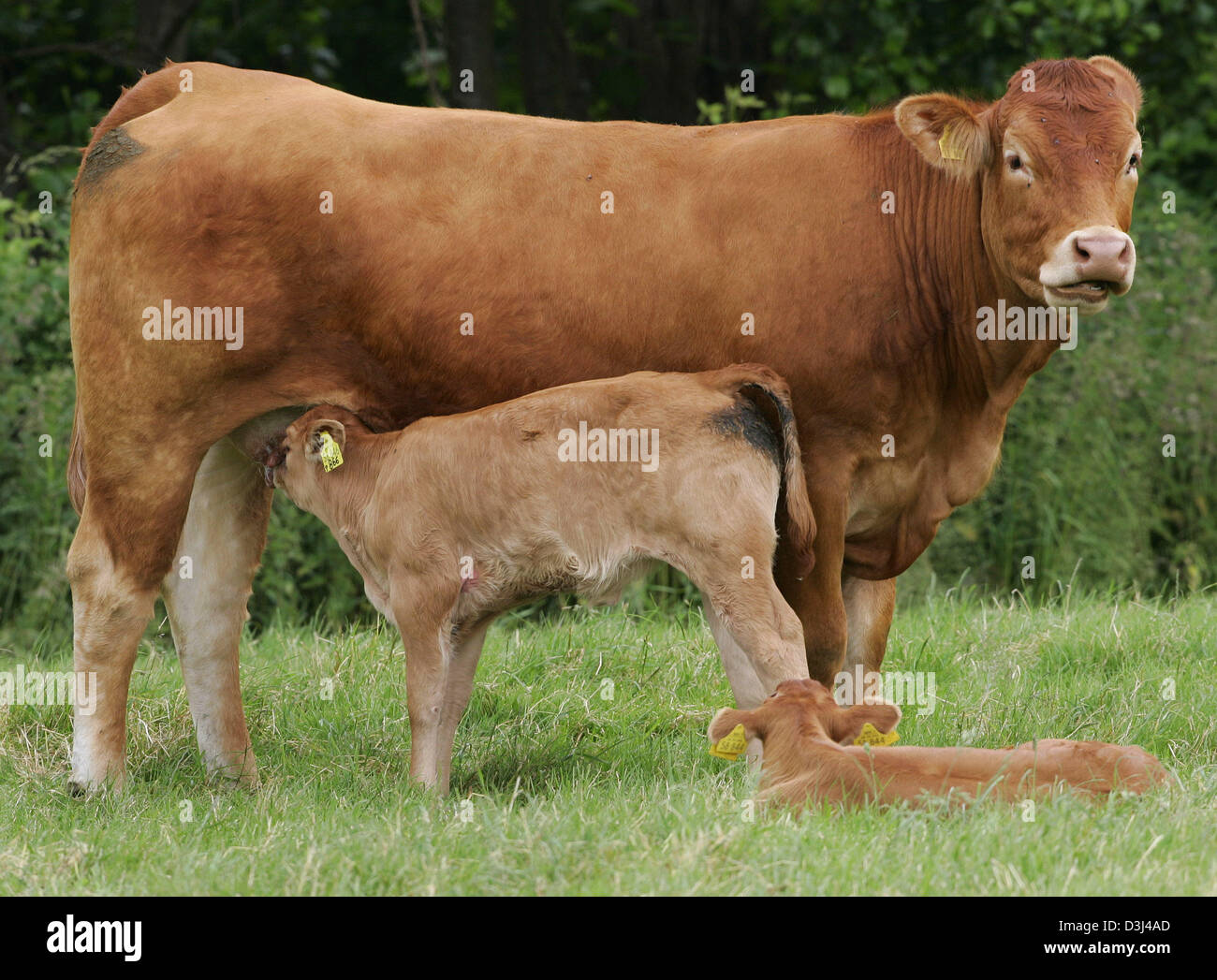 (dpa) - A brown dairy cow suckles its calf on a feedlot in Kerken, Gemany, 6 June 2005. Stock Photo