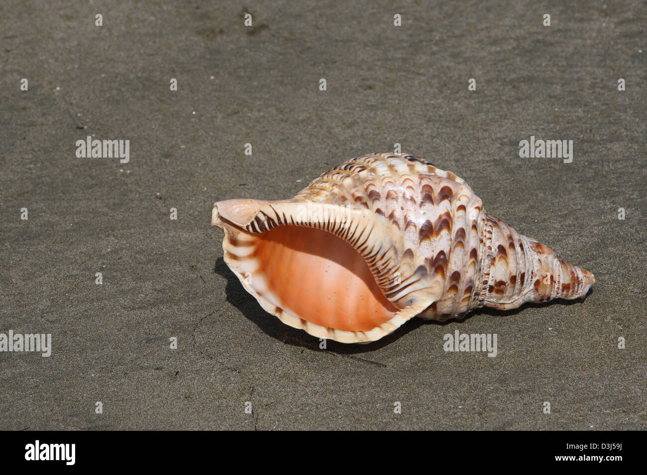 Conkr Shell Conk shell hi-res stock photography and images - Alamy