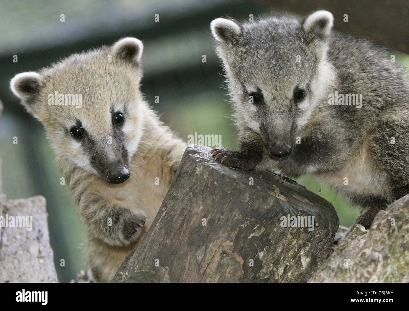 (dpa) - Two little coaties explore their new enclosure at the zoo in Hanover, 4 June 2004. They are both about six weeks old. Coaties originate from Central and South America and preferably feed on fruits, eggs, frogs, lizards and insects. Grown-up coaties can weigh up to six kilogramm and can reach an age of about 14 years. Stock Photo