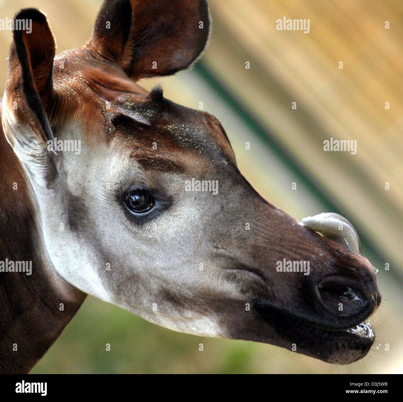 Okapis tongue hires stock photography and images Alamy