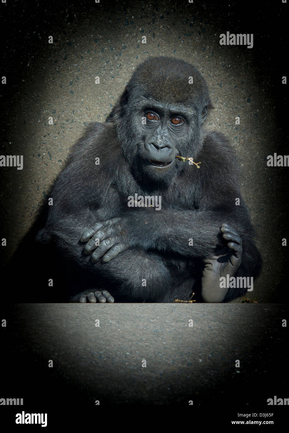 A baby female gorilla sitting on concrete low key Stock Photo Alamy