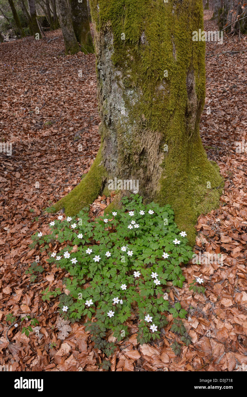 Wood Anemone together on the forest floor in front of a tree. Stock Photo