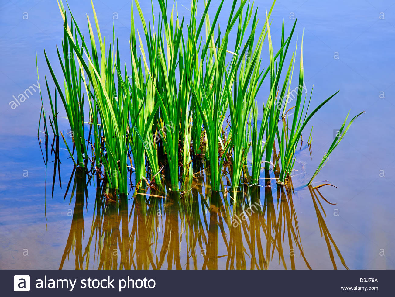 marsh grass growing in water in springtime Stock Photo 53875930  Alamy