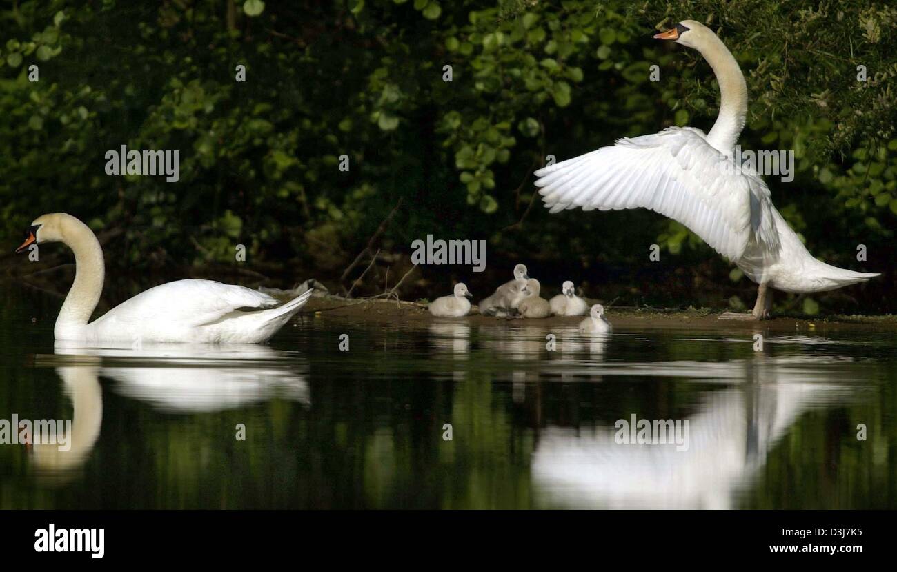 (dpa) - Two white swans and their offspring sit on the banks of a lake near Pforzheim, Germany, 15 May 2004. Stock Photo