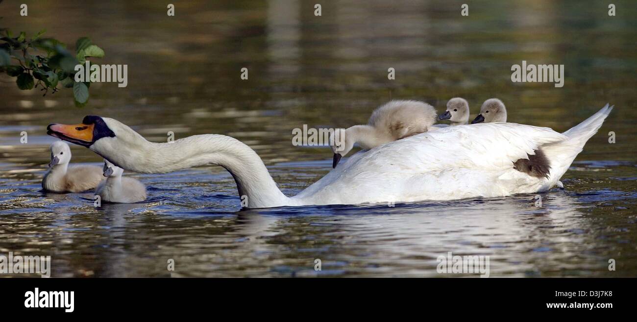 (dpa) - A white swan and its offspring swim in a lake near Pforzheim, Germany, 15 May 2004. Stock Photo