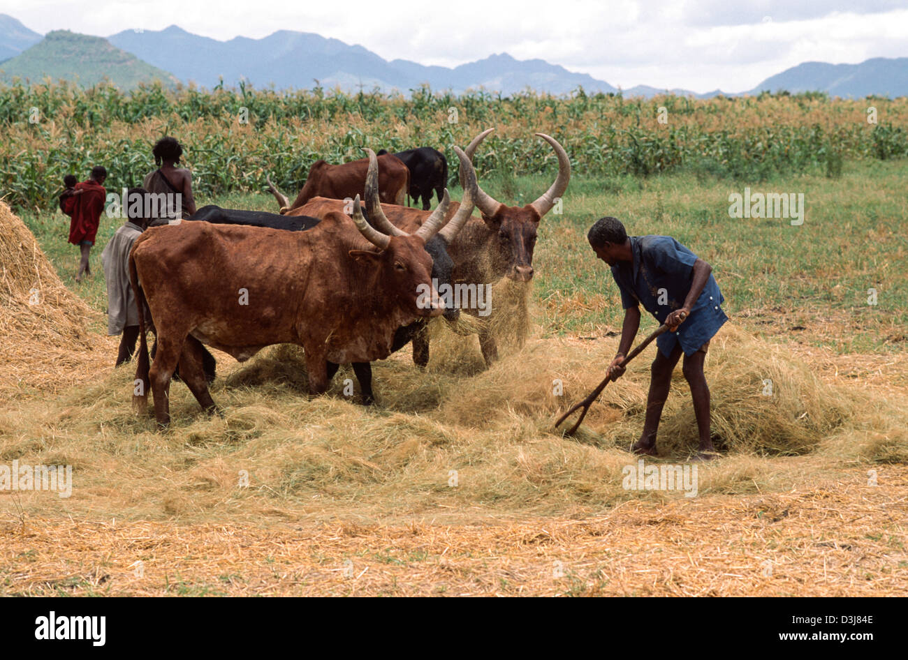 Farmer threshing his harvested teff crop in the traditional way with cattle. Tigray, Ethiopia Stock Photo