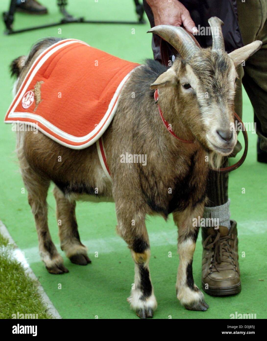(dpa) - The mascot of German Bundesliga soccer club 1.FC Cologne, named 'Hennes VII' in a picture taken at the RheinEnergie Stadium in Cologne, Germany, 1 May 2004. The mascot did not hold much luck for the club this season since Cologne is already assured of last place in Germany's top soccer league and will be relegated to the second division after the season. Stock Photo