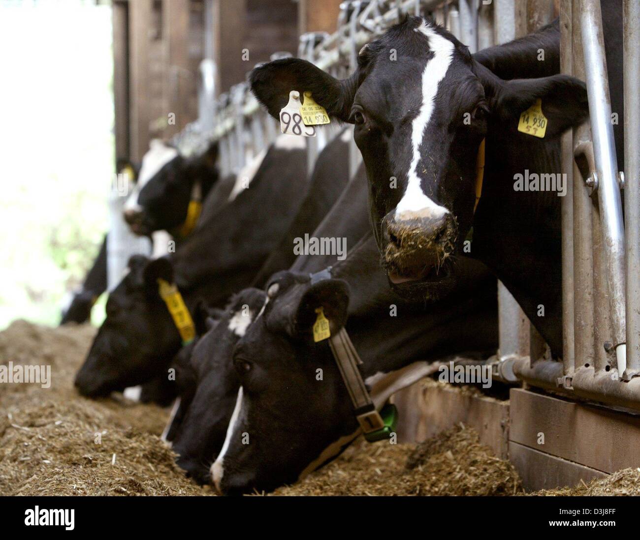 (dpa) A group of dairy cows feed on concentrate at the Riswick farm