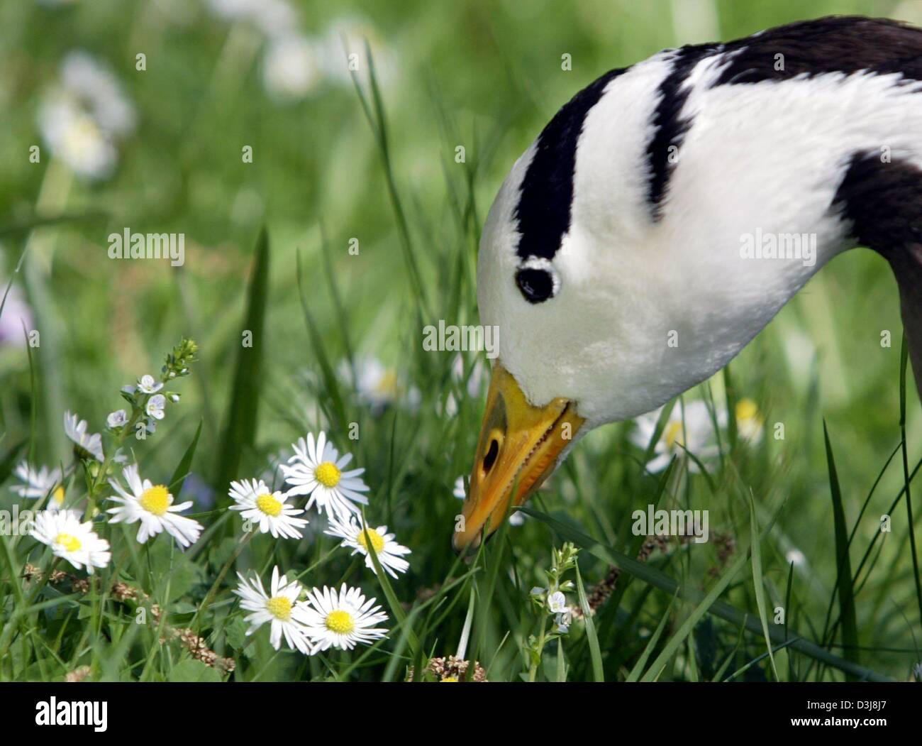 Human interest hum animals geese goose daisy meadow flowers