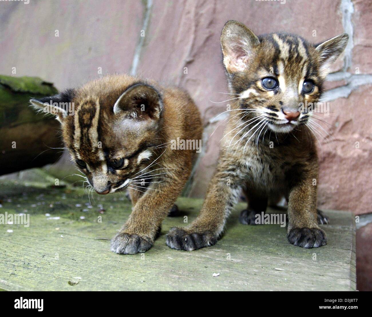 Asiatic golden cat for sale sales